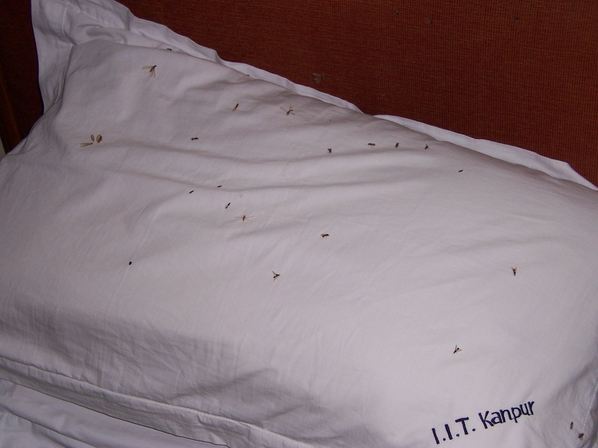 My pillow, also full of mosquitoes