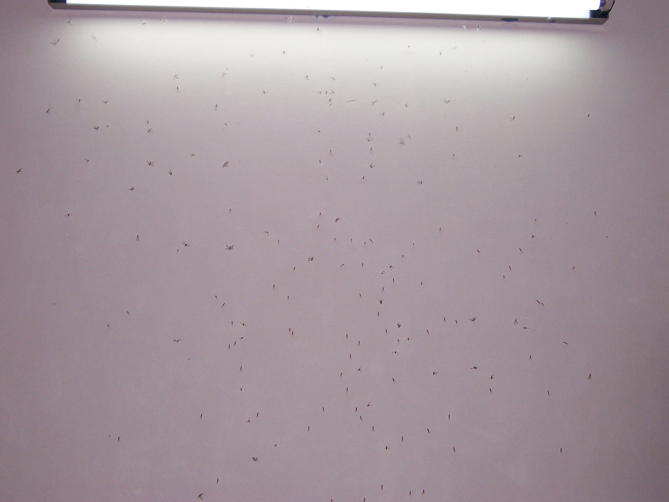 My wall full of mosquitoes